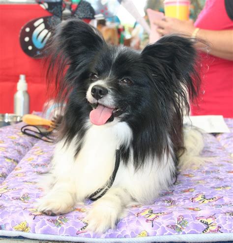 Papillon Dog Facts Breed Information And Care Tips Dogslife Dog