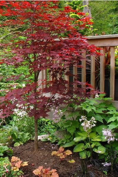 Buy Fireglow Japanese Maple Tree Free Shipping 1 Gallon Pot For