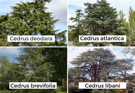 10 Different Types Of Cedar Trees With Pictures Identification Guide