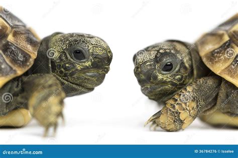 Close Up Of Two Baby Hermann S Tortoise Facing Each Other Stock Photo