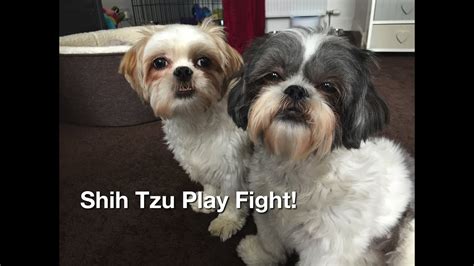 Shih Tzu Play Fight Youtube