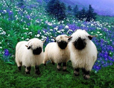 Hugh Highlander Highland Cow Flowers And Vallais Blacknoses Sheeps