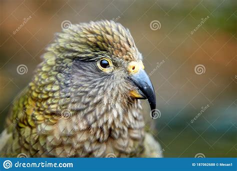 Portrait Of Alpine Parrot Kea Nestor Notabilis Protected Olive Green