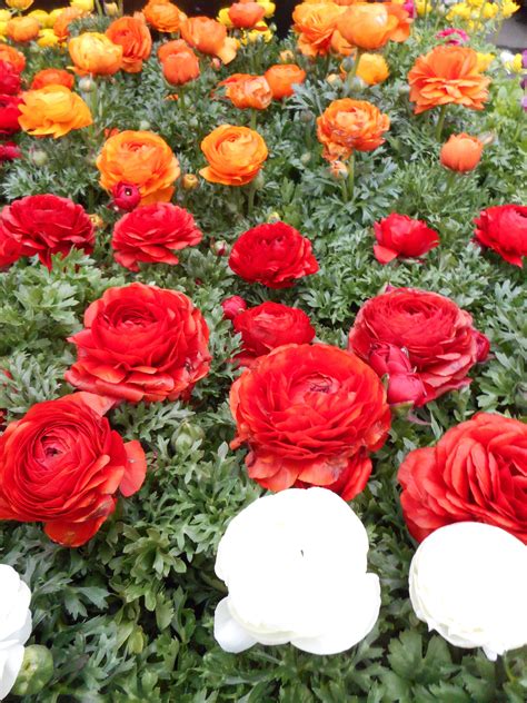 We love Ranunculus because of their lush blooms, their great spring colour and their fun name 