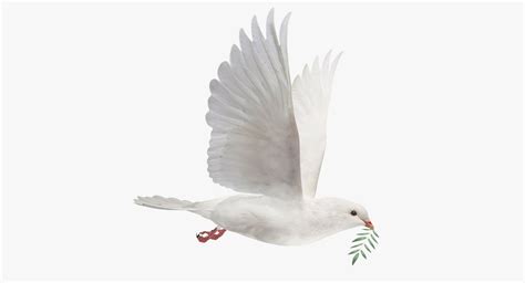 Dove Flying Animation 3d Turbosquid 1349751