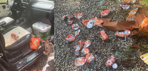 Bears Being Bears Bear Breaks Into Bc Residents Car Drinks 69 Pops