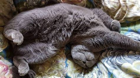 Furry Friday Irresistible Cat Bellies Nz