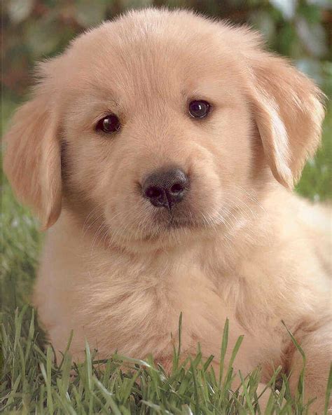 Cute Golden Retriever Puppies Playing Funny Animal
