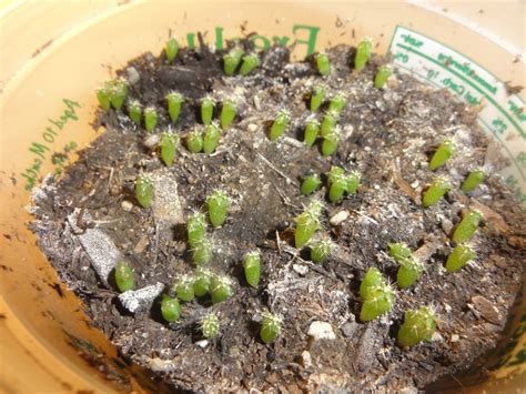 I wasn't sure the shape of the seeds. Juul's Giant x Kimnach Cactus seeds | World Seed Supply