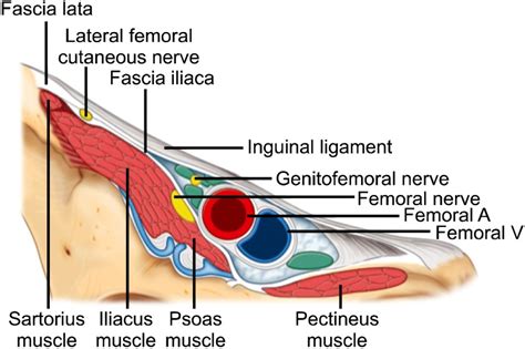 Nerves At The Inguinal Area Reproduced With Permission From Usra