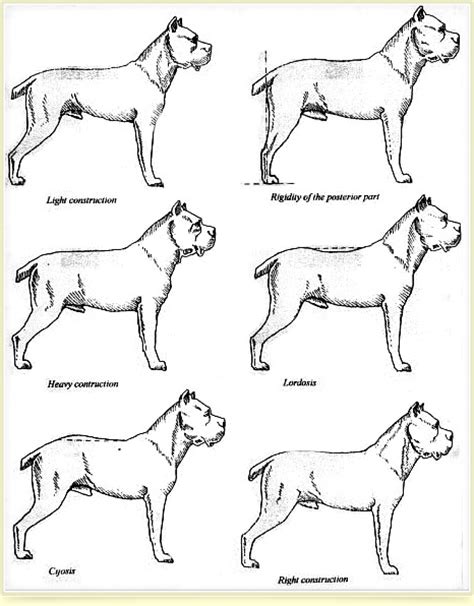 Cane Corso Growth Chart Cane Corso Puppy Weight Chart Zohal