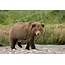 Gc1 Brown Bear Cub Photograph By Judy Syring