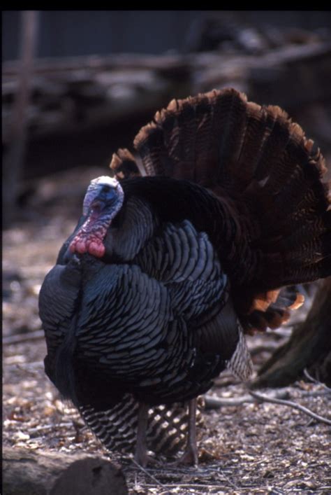 The Wild Turkey Conservation Success Story Meigs Independent Press