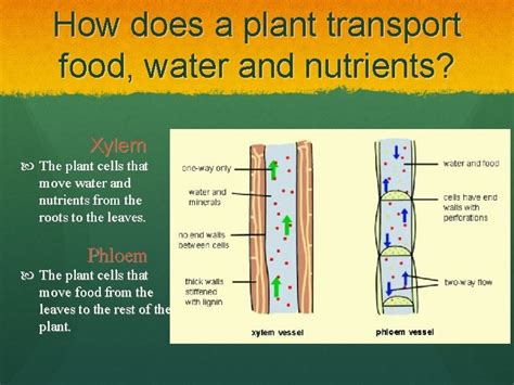 Plant Transportation A Closer Look At Xylem And