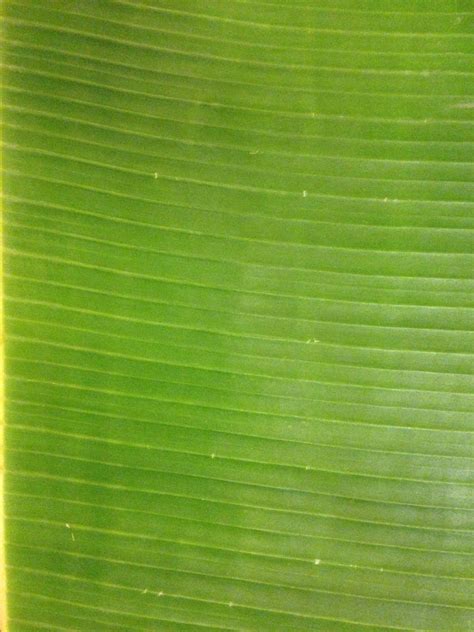 Banana Leaf Texture By Justinbhb On Deviantart