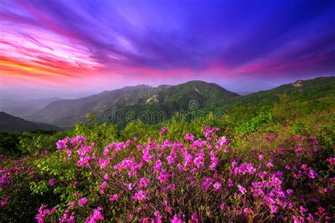 Beautiful Pink Flowers On Mountains At Sunset Hwangmaesan Mountain In