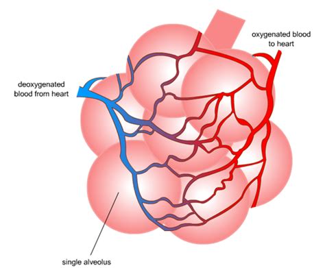 Lungs Pmg Biology