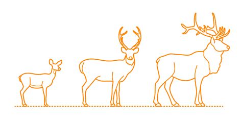 Deer Cervids Dimensions And Drawings