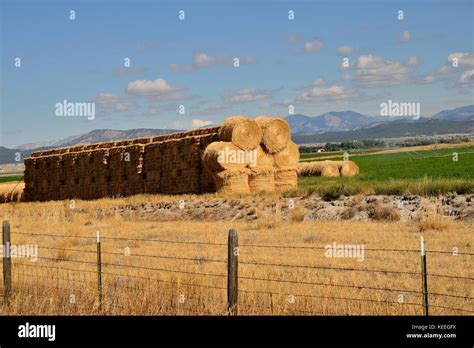 Agriculture Round Bales Alfalfa Hay High Resolution Stock Photography