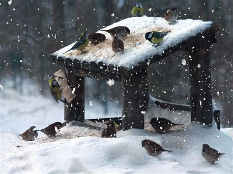 Hungry Birds Feeding On A Cold Winter Day