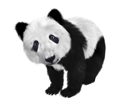 Panda Cub Toon Free Image On Pixabay