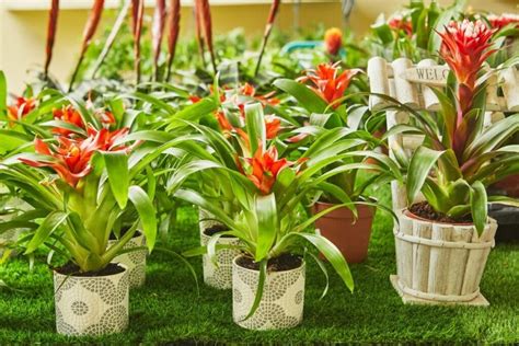 9 Common Types Of Bromeliads You Can Grow Florgeous