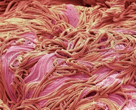 Tongue Bacteria Sem Microscopic Photography Scanning Electron