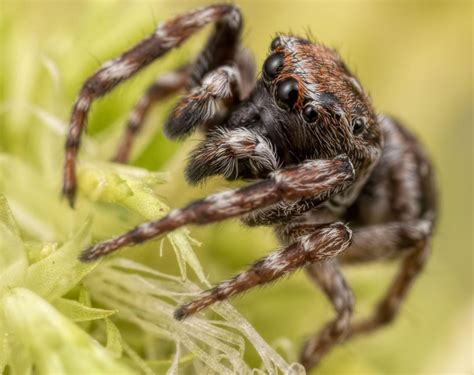 Rare Money Spider Found In Shropshire Shropshire Star