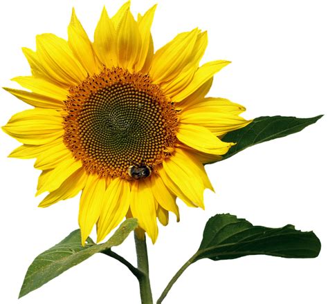 Sunflower Yellow Summer Free Photo On Pixabay Pixabay