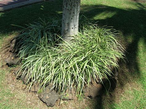 How To Grow Liriope For Fall Color Dengarden