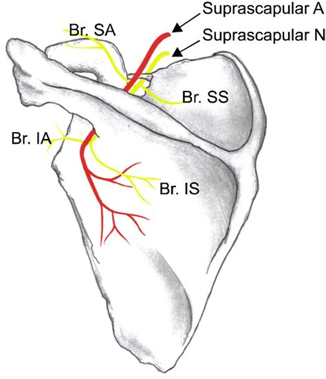 Judet Approach To Scapula Approaches Orthobullets