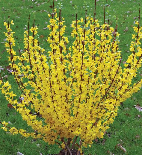 Great flavor and good producer. Show Off® - Forsythia x intermedia | Proven Winners