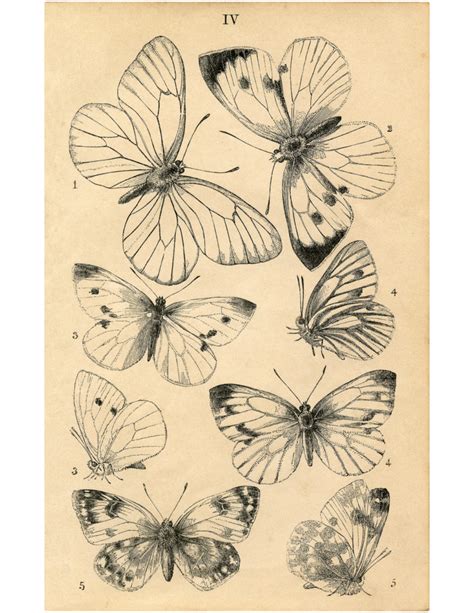 Beautiful Natural History Butterflies Printable The Graphics Fairy
