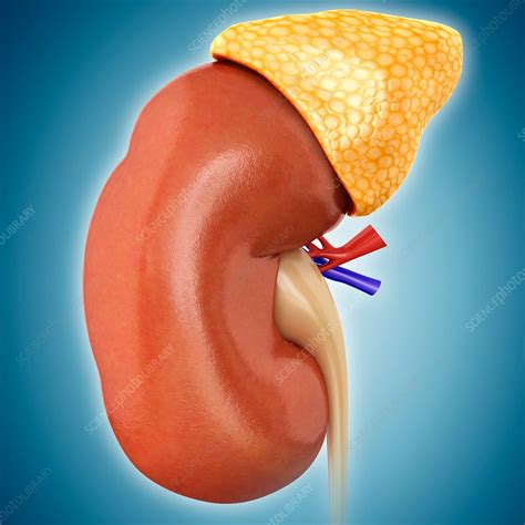 Human Kidney And Adrenal Gland Illustration Stock Image F0181062