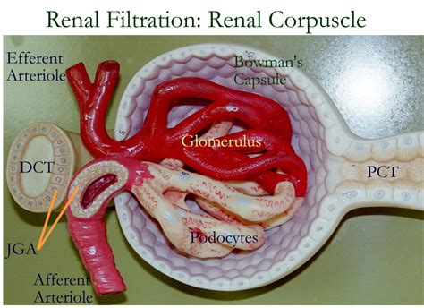 Luckfy Human Anatomy Kidney Model Nephron Glomerular Urinary System
