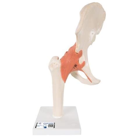 Functional Human Hip Joint Model With Ligaments And Marked Cartilage 3b