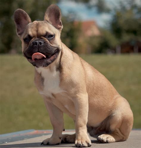 Their solid coat texture that may be golden tan, reddish tan, light tan or cream, gives them an elegant look. French Bulldog - My Doggy Rocks