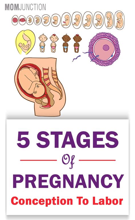 5 Crucial Stages Of Pregnancy Month By Month Development And Changes