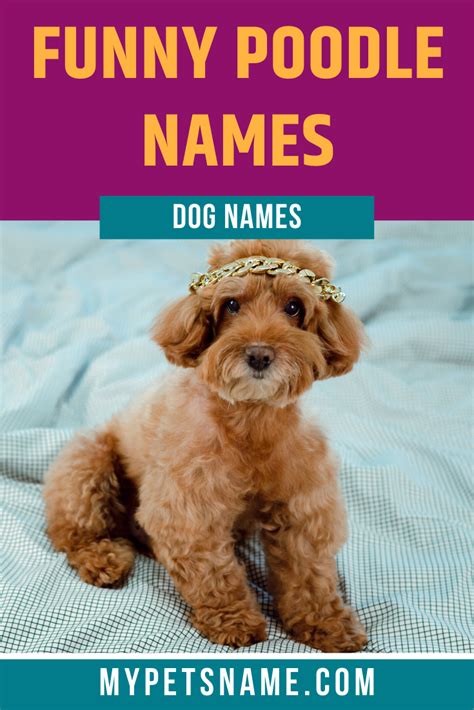 Funny Poodle Names Dog Breed Names Dog Names Names For Teddy Bears