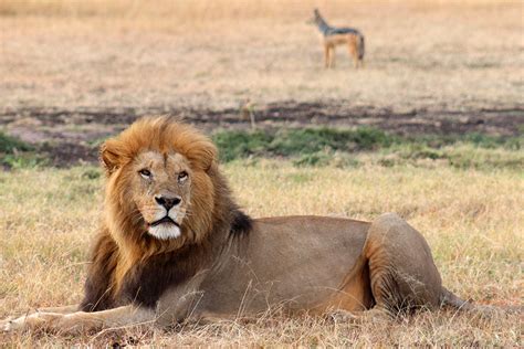 He died in peace without any disturbance from vehicles and. Lions of the Masai Mara in Kenya | Sparkles and Shoes