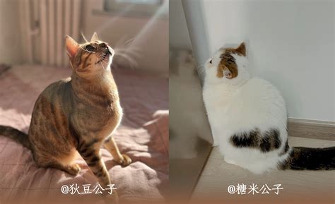 自画像 不画猫咪的铲屎官不是好画师插画师居居juju 站酷zcool