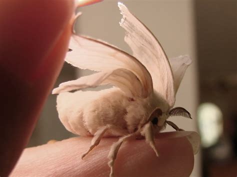 Lavenderinherhair White Silkworm Moths Are Far Too Cute To Be An Insect Silkworm Moth Moth