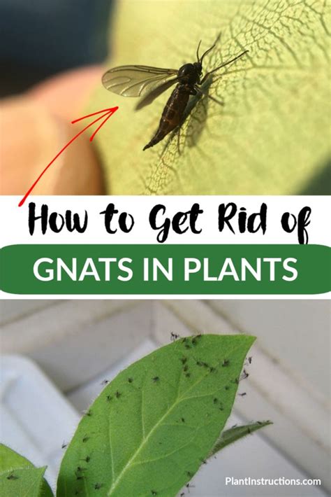 How To Get Rid Of Gnats In Plants Gnats In House Plants How To Get