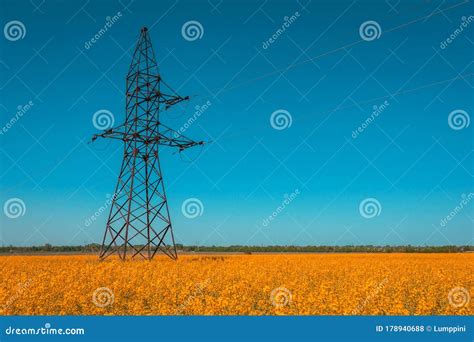 Canola Field With High Voltage Power Lines At Sunset Canola Biofuel