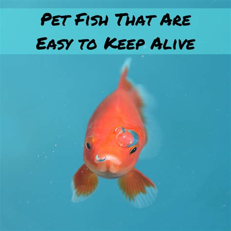 Are There Any Fish That Don't Die so Easily? | PetHelpful