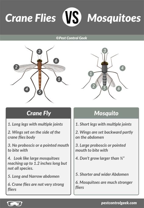 Crane Flies Vs Mosquitos What S The Difference Pest Control Gurus