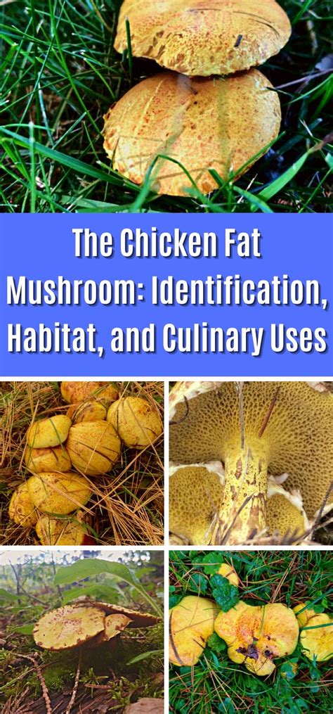 The Chicken Fat Mushroom Identification Habitat And Culinary Uses Mushroom Appreciation