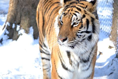 Snow Day At Carolina Tiger Rescue Carolina Tiger Rescue