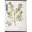 Herbarium Specimen Details  ISB Atlas Of Florida Plants