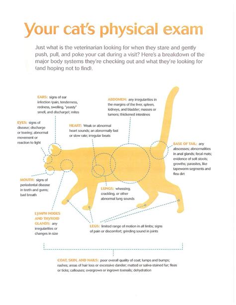 Your Cats Physical Exam What Your Veterinarian Is Looking For Vet